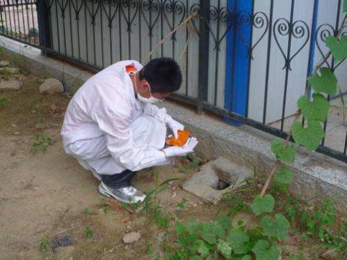 教你遇到白蟻該如何去處理，處理的方法有那些？
